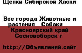 Щенки Сибирской Хаски - Все города Животные и растения » Собаки   . Красноярский край,Сосновоборск г.